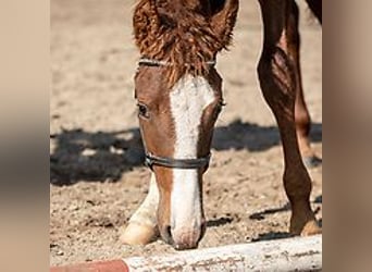 Amerikansk curlyhäst, Hingst, Föl (06/2024), 150 cm, Konstantskimmel