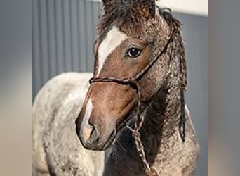 Amerikansk curlyhäst, Hingst, Föl (06/2024), 150 cm, Konstantskimmel