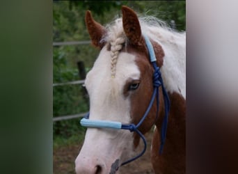 Amerikansk curlyhäst, Sto, 10 år, 145 cm