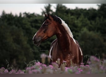 Amerikansk curlyhäst, Sto, 17 år, 162 cm, Pinto