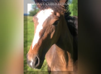 Curly Horse, Stute, 1 Jahr, 160 cm