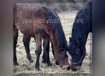 Curly Horse, Stute, 1 Jahr, 160 cm