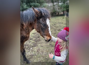 Amerikansk curlyhäst, Sto, 1 år, 160 cm