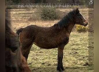 Curly Horse, Stute, 1 Jahr, 160 cm