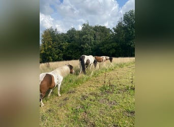 Amerikansk curlyhäst, Sto, 2 år, 128 cm, Pinto