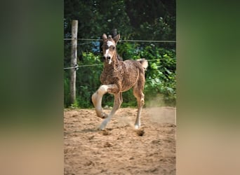 Amerikansk curlyhäst, Sto, 3 år, 140 cm, Svart