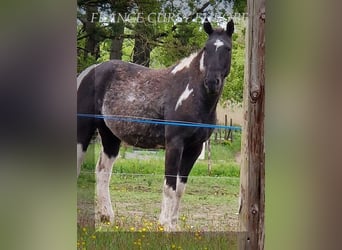 Amerikansk curlyhäst, Sto, 3 år, 149 cm, Svart