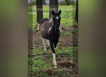 Curly Horse, Stute, 3 Jahre, 149 cm, Rappe