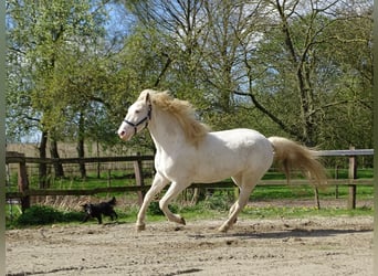 Amerikansk curlyhäst, Sto, 5 år, 158 cm, Sabino