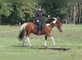 Curly Horse, Stute, 6 Jahre, 149 cm, Schecke