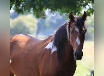 Curly Horse, Stute, 6 Jahre, 149 cm, Schecke