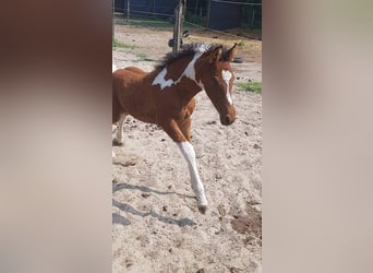 Curly Horse, Stute, 6 Jahre, 149 cm, Schecke