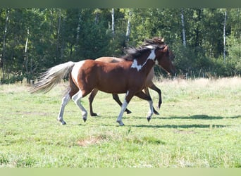 Curly Horse, Stute, 6 Jahre, 149 cm, Schecke