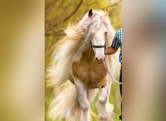 Curly Horse, Stute, 6 Jahre, 150 cm, Overo-alle-Farben