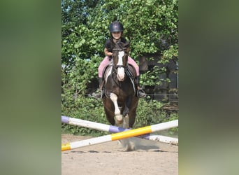 Amerikansk curlyhäst Blandning, Sto, 7 år, 130 cm, Pinto