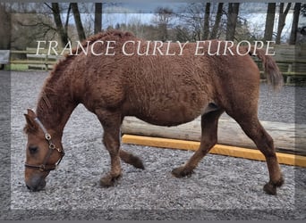 Amerikansk curlyhäst, Sto, 7 år, 155 cm, Fux