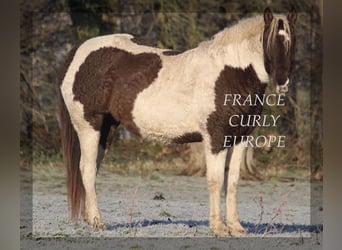 Amerikansk curlyhäst, Sto, 7 år, 155 cm, Mörkbrun