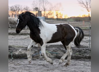 Amerikansk curlyhäst, Sto, 8 år, 155 cm, Pinto