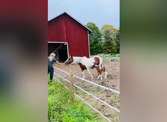 Amerikansk curlyhäst Blandning, Sto, Föl (01/2023), 150 cm, Pinto