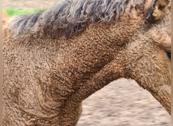Amerikansk curlyhäst, Sto, Föl (06/2023), 155 cm, Gulbrun