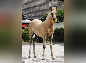 Amerikansk curlyhäst, Sto, Föl (05/2023), 158 cm, Palomino