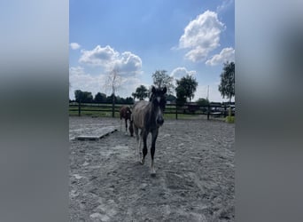 Amerikansk curlyhäst, Valack, 1 år, 145 cm, Braunfalbschimmel