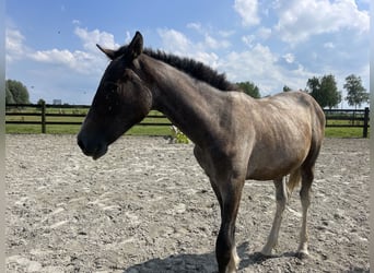 Amerikansk curlyhäst, Valack, 1 år, 145 cm, Braunfalbschimmel