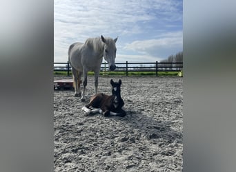 Curly Horse, Wallach, 1 Jahr, 145 cm, Braunfalbschimmel