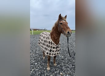 Amerikansk curlyhäst, Valack, 20 år, 148 cm, fux