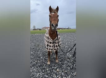 Amerikansk curlyhäst, Valack, 20 år, 148 cm, fux