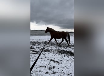 Amerikansk curlyhäst, Valack, 20 år, 148 cm, fux
