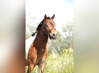 Amerikansk curlyhäst Blandning, Valack, 3 år, 120 cm, Pinto