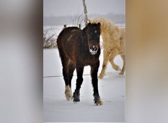 Amerikansk curlyhäst Blandning, Valack, 3 år, 140 cm, Brun