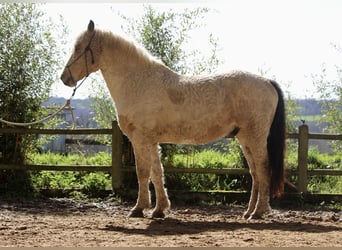 Amerikansk curlyhäst, Valack, 7 år, 160 cm, Gulbrun