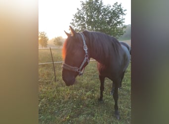 Amerikansk curlyhäst, Valack, 7 år, 164 cm, Mörkbrun