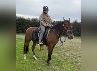 Amerikansk curlyhäst, Valack, 8 år, 143 cm, Brun