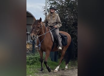 Amerikansk curlyhäst, Valack, 8 år, 143 cm, Brun