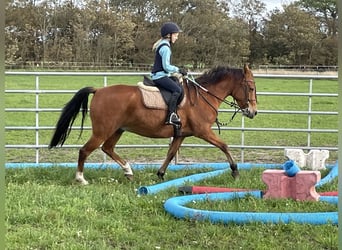 Amerikansk curlyhäst, Valack, 8 år, 143 cm, Brun