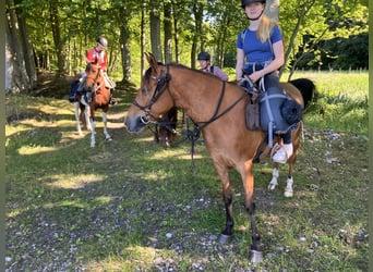 Amerikansk curlyhäst, Valack, 8 år, 143 cm, Brun