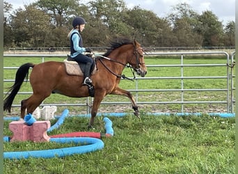 Amerikansk curlyhäst, Valack, 8 år, 143 cm, Brun