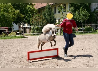 Amerikansk miniatyrhäst, Hingst, 11 år