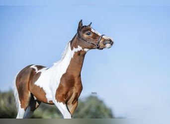 Amerikansk miniatyrhäst, Hingst, 1 år, 83 cm, Pinto