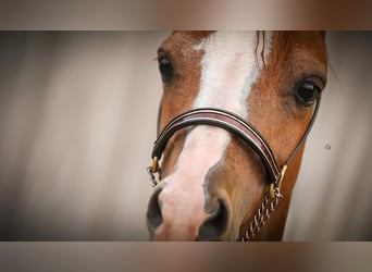 Amerikansk miniatyrhäst, Hingst, 1 år, 90 cm, Sabino