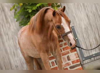 Amerikansk miniatyrhäst, Hingst, 1 år, 90 cm, Sabino