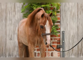 Amerikansk miniatyrhäst, Hingst, 1 år, 90 cm, Sabino