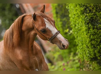 Amerikansk miniatyrhäst, Hingst, 1 år, 90 cm, Sabino