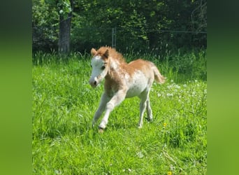 Amerikansk miniatyrhäst, Hingst, 1 år, Overo-skäck-alla-färger