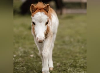 Amerikansk miniatyrhäst, Hingst, 1 år, Overo-skäck-alla-färger