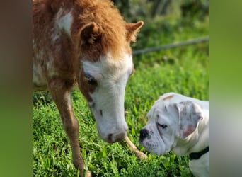 American Miniature Horse, Hengst, 1 Jahr, Overo-alle-Farben