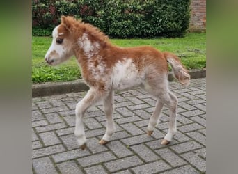 Amerikansk miniatyrhäst, Hingst, 1 år, Overo-skäck-alla-färger